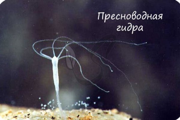 Kra45.cc Вход на сайт главная страница